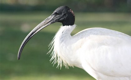 ibis